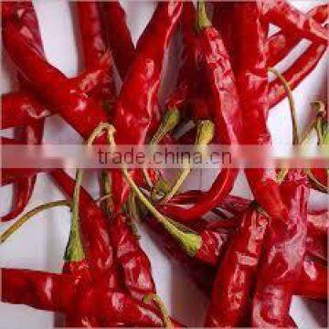 334-Guntur chilli