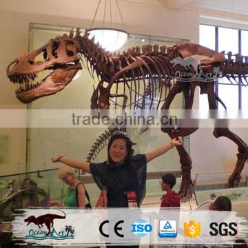 OA3127 Dinosaur Park Life Size Dinosaur Skeleton Model