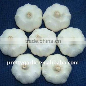 2011 crop Pure White Garlic