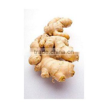 Organic Ginger Extract Powder-GMP Certificate-jory