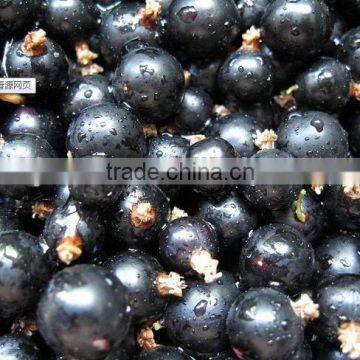 frozen black currant fruit powder extract