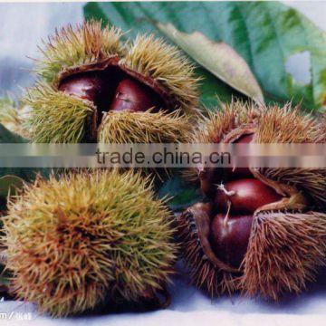 low price for fresh chestnut