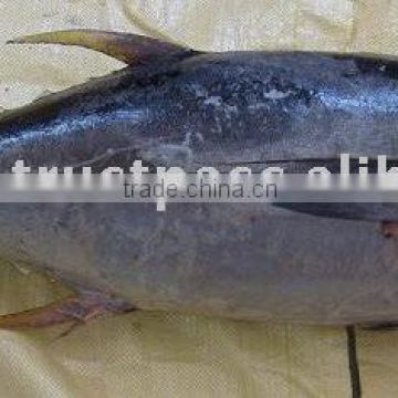 YELLOWFIN TUNA WHOLE ROUND & GILLED / GUTTED