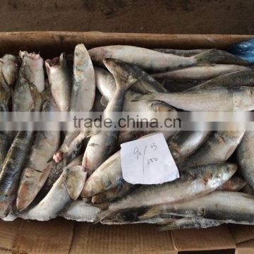 zhengyuan good quality seafrozen sardines