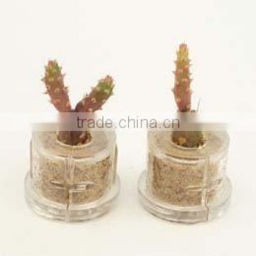 Miniplant "Golden marble" mini succulent plant with mobile phone strap