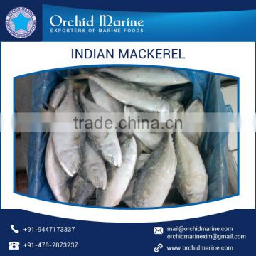Highly Nutritious Indian Mackerel for Sale at Economical Price