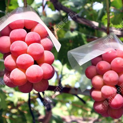 Ruby Seedless Grape Vine