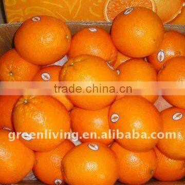 Chinese Sweet fresh Navel orange