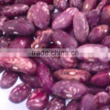 JSX cheap price for red speckled beans sprout cheap price pinto beans