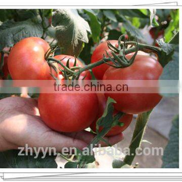 ZY 968 Indeterminate Tomato Seeds High Yield