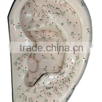 Acupuncture Ear Model-40cm/ Auricular model/ Acupuncture model/ Acupuncture wall chart