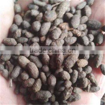 Chinese Faeces Trogopterori