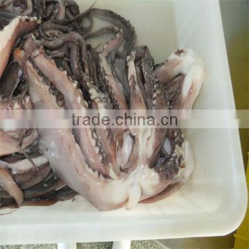 best quality fresh squid/buy seafood