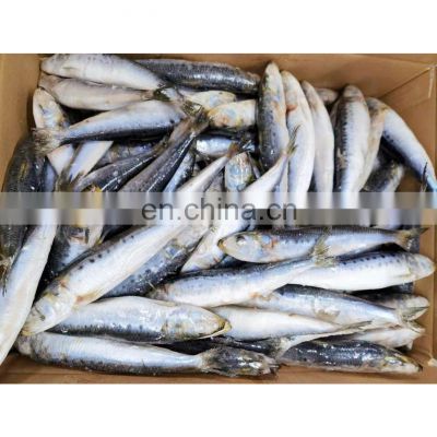 Good quality tuna bait single frozen sardine fish