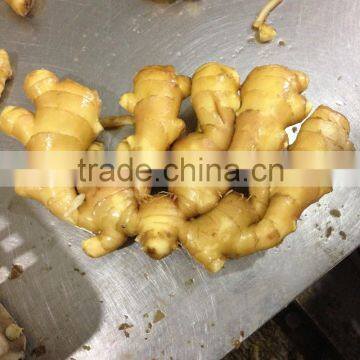 2015 New Crop Fresh Ginger, 100g Up