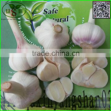 Price Of Fresh Chinese Garlic Specification 4.5cm 5.0 cm 5.5cm 6.0cm