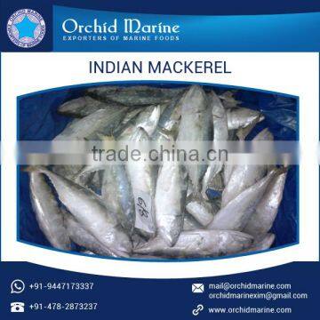 2017 Best Quality Protein Rich Indian Mackerel Fish, Frozen Sea Food