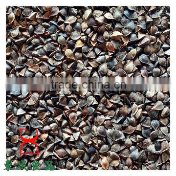 Buckwheat Common Cultivation Type Brown Color