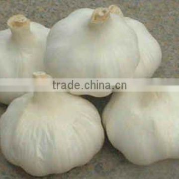 Fresh China garlic