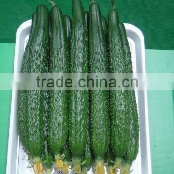 Growing/Plant Chinese Hybrid Organic Crisp Sweet Green Cucumber Seeds F1