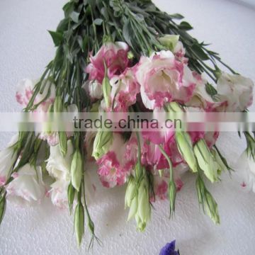 high quality fresh flower eustoma with competitive price