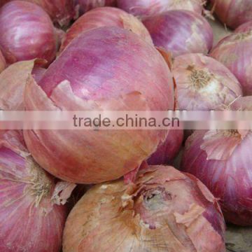 Phulkara Onion from Pakistan