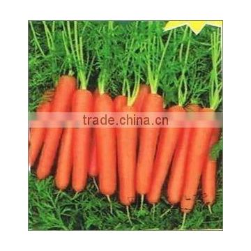 Fresh Carrot in China