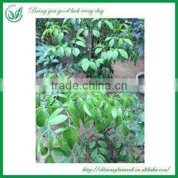 Living Evergreen Outdoor Ornamental Heteropanax fragrans Plants