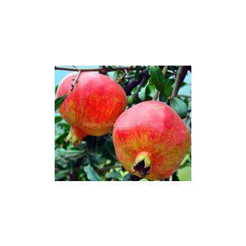 Offer Pomegranate Extract