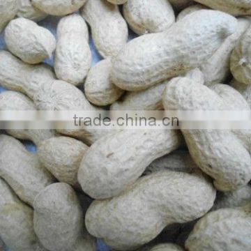 shandong groundnuts for sale