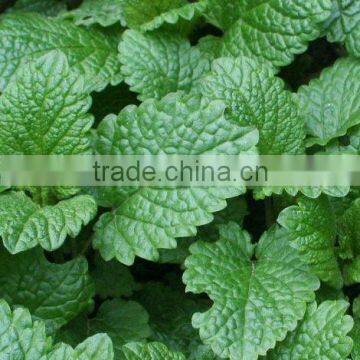 Organic lemon balm p.e