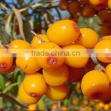 Elite sea-buckthorn pulp oil