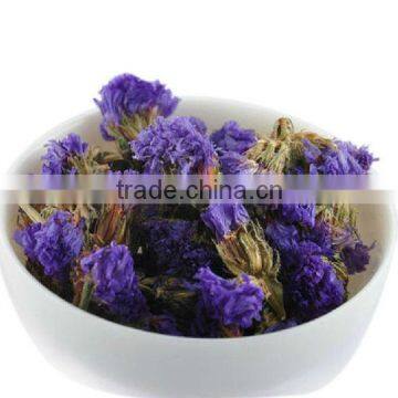 Flower Tea,Myosotis sylvatica--Forget-me-not flower