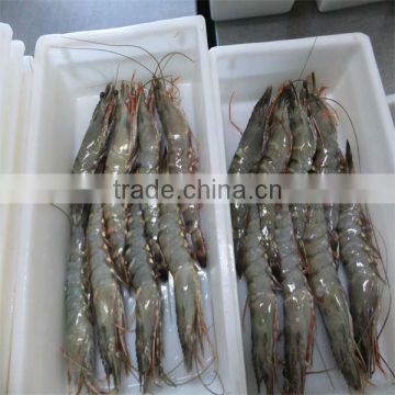 frozen shrimp and seafood import