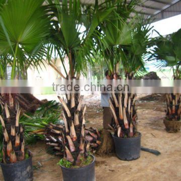 livistona chinensis potted one meter trunk