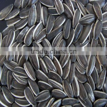 Sunflower Seeds 5009 - High Quality New Crop