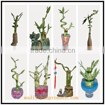 mini succulent lucky bamboo plants sale