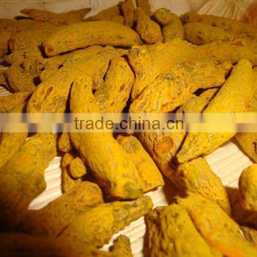 Excellent Grade & Quality Indian Turmeric Finger