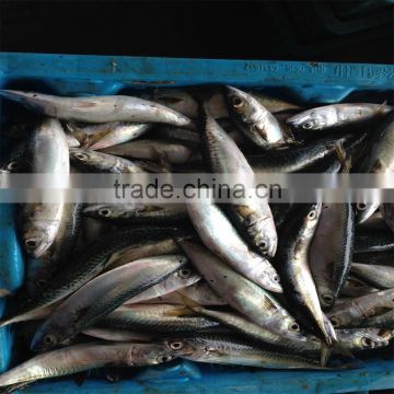 frozen Pacific mackerel for feed tuna