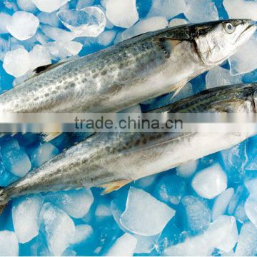 Frozen fresh Horse spanish mackerel fish