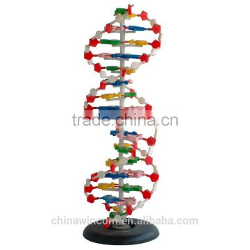 DNA model for biological education