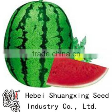 Long Dragon oval shape good adaptability hybrid watermelon seeds