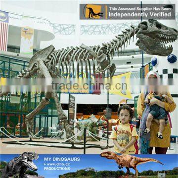 MY Dino-C074 Dinosaur park articulated skeleton models