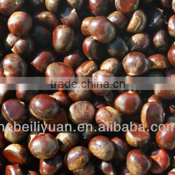 2013 crop fresh chestnuts