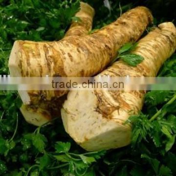 Grade A Horseradish root HACCP from dalian
