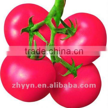 ZY Junjie Pink Tomato Seeds