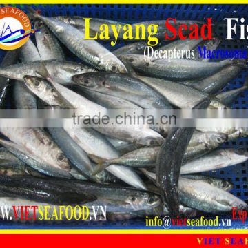 FROZEN LAYANG SCAD WHOLE ROUND