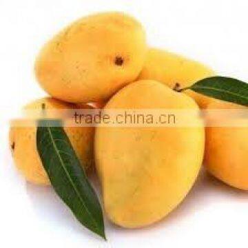 best quality fresh mango