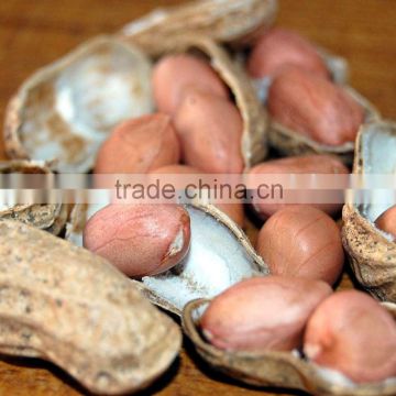 Indian Roasted Blanched Peanut Kernels