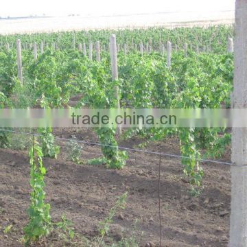 (factory) Cheap 2.05 mmgalvanized steel wire for vineyard trills